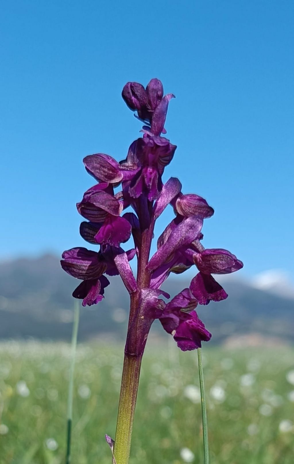 Serapicamptis bevilaquae